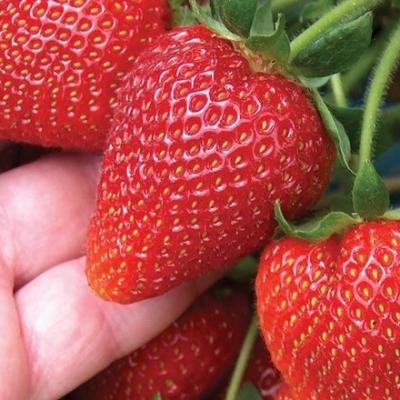 Клубника свежезамороженая