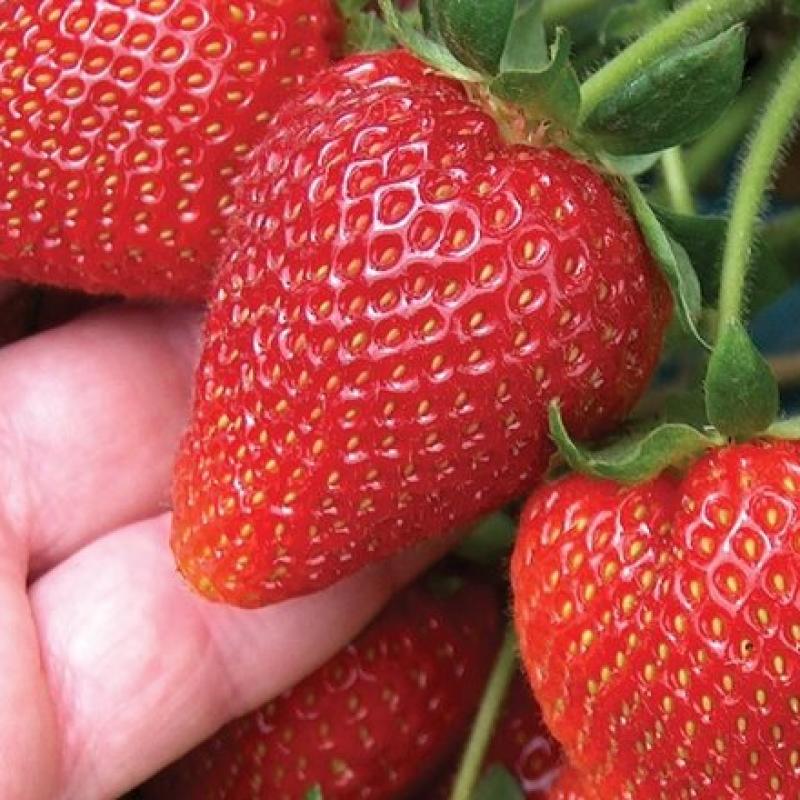 Клубника свежезамороженая